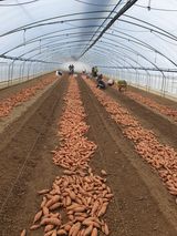 팜모닝 고구마·영농일지 게시글 이미지