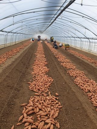 Simws17님의 고구마 · 영농일지 작성글 사진