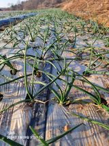 팜모닝 농사, 무엇이든 물어보세요!·참여글 게시글 이미지