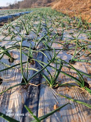 이흥희님의 농사, 무엇이든 물어보세요! · 참여글 작성글 사진