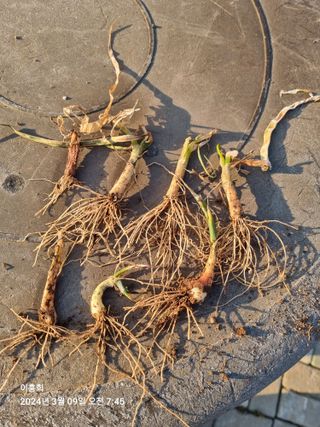 이흥희님의 농사, 무엇이든 물어보세요! · 참여글 작성글 사진