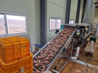 김동수님의 고구마 · 자유게시판 작성글 사진