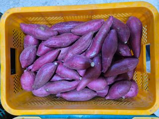 김동수님의 고구마 · 자유게시판 작성글 사진