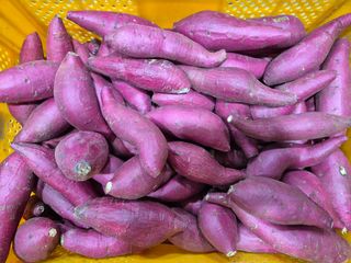 김동수님의 고구마 · 자유게시판 작성글 사진