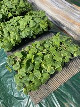 팜모닝 오이·병해충상담 게시글 이미지