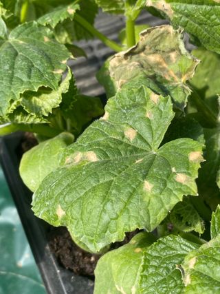 알 수 없음님의 오이 · 병해충상담 작성글 사진