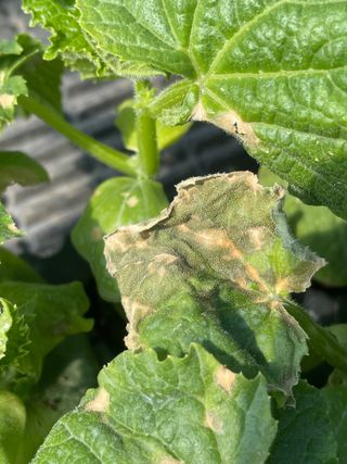 알 수 없음님의 오이 · 병해충상담 작성글 사진