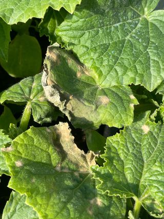 알 수 없음님의 오이 · 병해충상담 작성글 사진