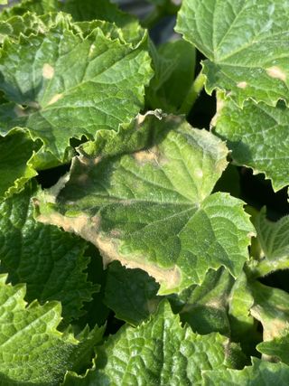 알 수 없음님의 오이 · 병해충상담 작성글 사진