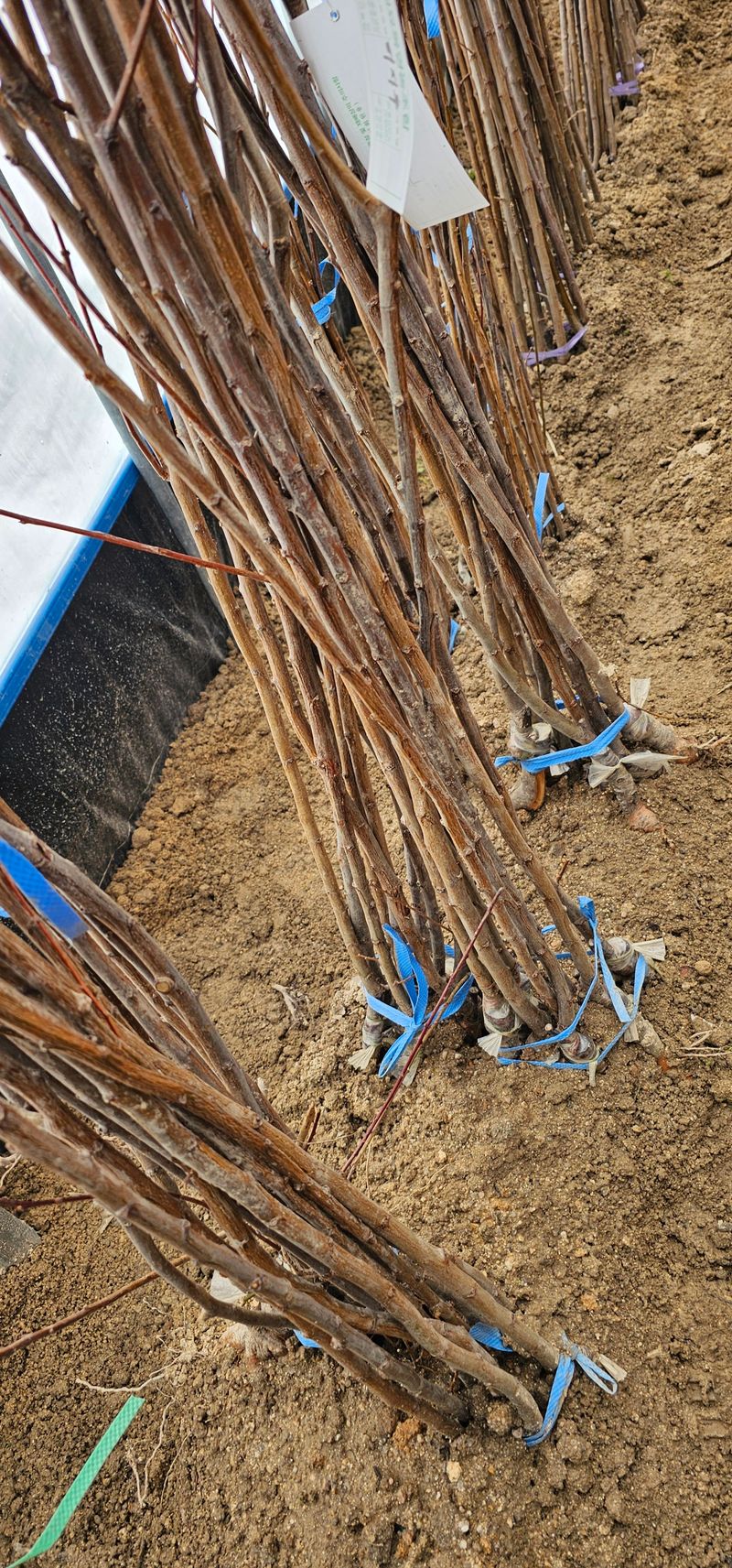 장터 상품 [왕피자두 접목묘목 1년생] 썸네일