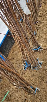 팜모닝 · 게시글 이미지