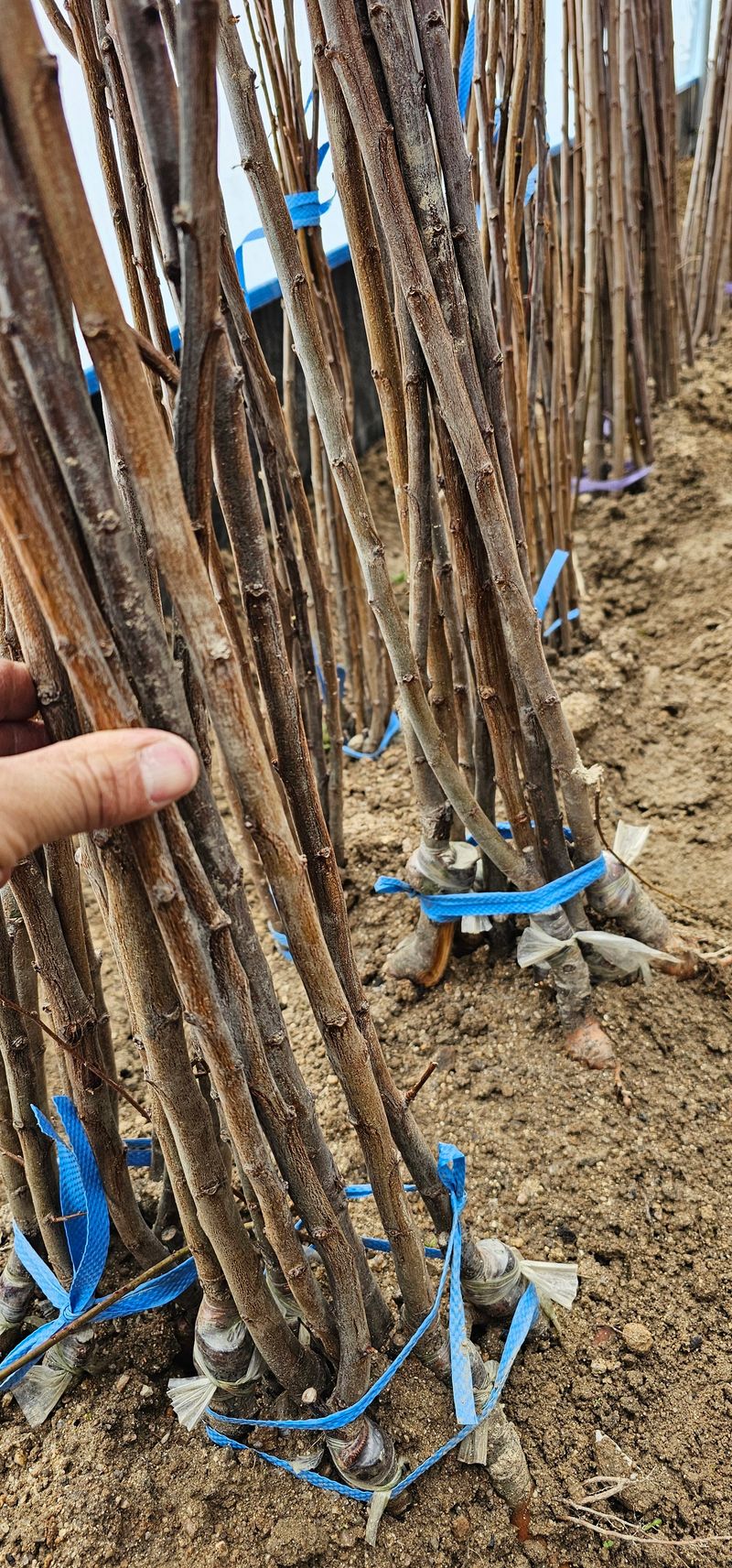 뿌리묘목농원님의 장터 판매 상품 [왕피자두 접목묘목 1년생] 첨부 사진
