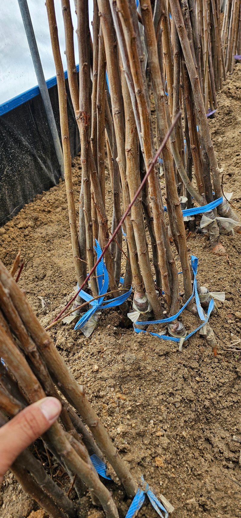 뿌리묘목농원님의 장터 판매 상품 [왕피자두 접목묘목 1년생] 첨부 사진