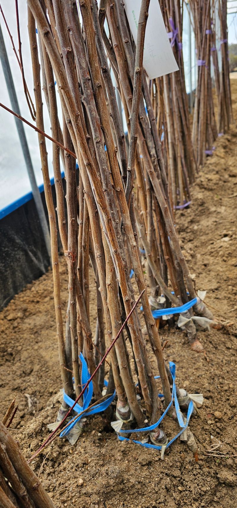 뿌리묘목농원님의 장터 판매 상품 [왕피자두 접목묘목 1년생] 첨부 사진