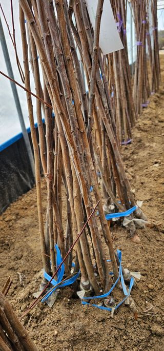 뿌리묘목농원님의 작성글 사진