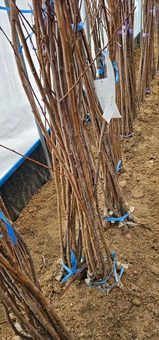 뿌리묘목농원님의 작성글 사진