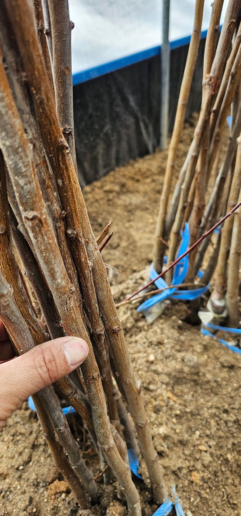 뿌리묘목농원님의 장터 판매 상품 [왕피자두 접목묘목 1년생] 첨부 사진