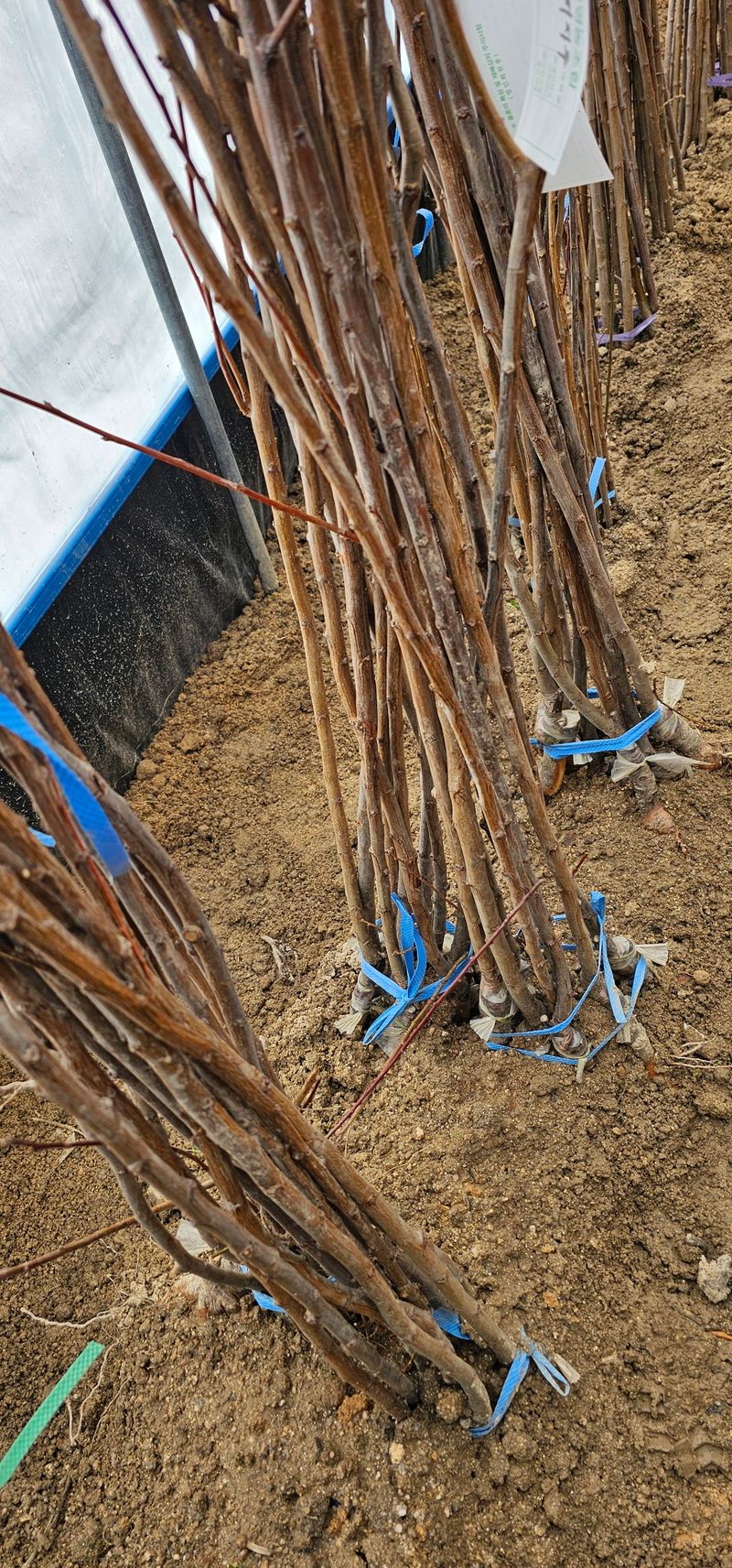 뿌리묘목농원님의 장터 판매 상품 [왕피자두 접목묘목 1년생] 첨부 사진