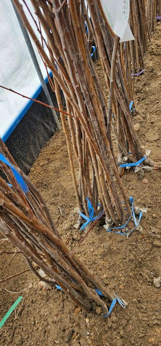 뿌리묘목농원님의 작성글 사진