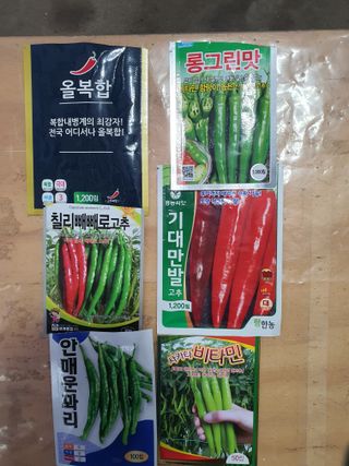 안비님의 고추·토양준비 작성글 사진
