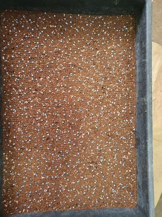 안비님의 고추 · 토양준비 작성글 사진