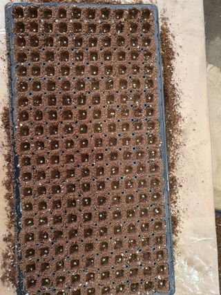 안비님의 고추 · 토양준비 작성글 사진