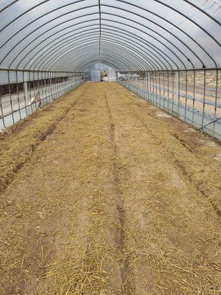 안비님의 고추 · 토양준비 작성글 사진