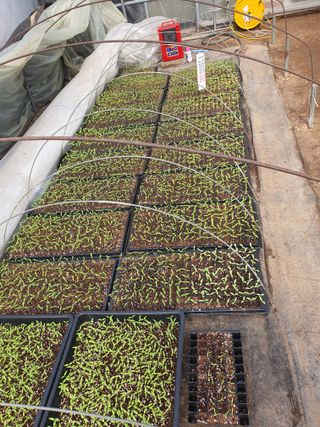 안비님의 고추 · 토양준비 작성글 사진