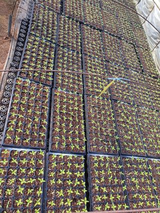 안비님의 고추 · 토양준비 작성글 사진