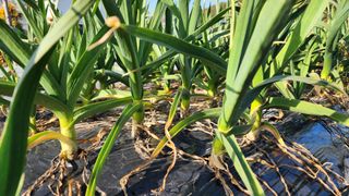 김소정(요리하는종부님의 마늘 · 영농일지 작성글 사진