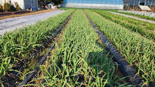 김소정(요리하는종부님의 마늘 · 영농일지 작성글 사진