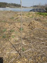 팜모닝 농사, 무엇이든 물어보세요!·참여글 게시글 이미지