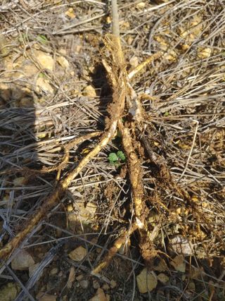 상추12428님의 농사, 무엇이든 물어보세요! · 참여글 작성글 사진