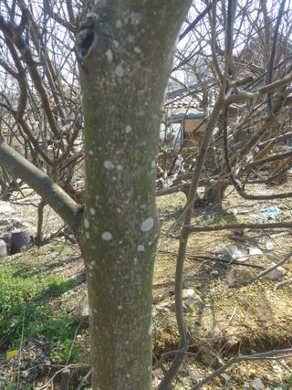 상추12428님의 농사, 무엇이든 물어보세요! · 참여글 작성글 사진