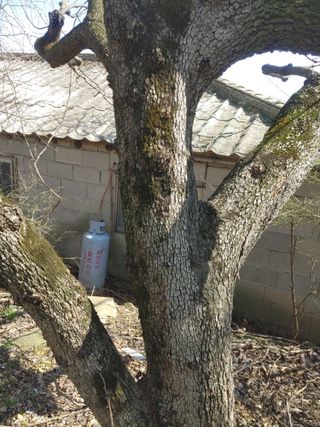 상추12428님의 농사, 무엇이든 물어보세요! · 참여글 작성글 사진