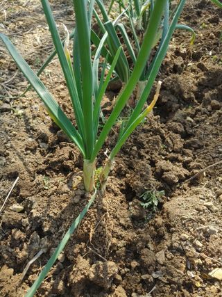 상추12428님의 농사, 무엇이든 물어보세요! · 참여글 작성글 사진