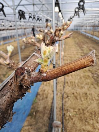 정이오가네농원님의 자유주제 · 자유게시판 작성글 사진
