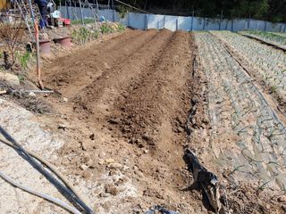 정이오가네농원님의 자유주제 · 자유게시판 작성글 사진