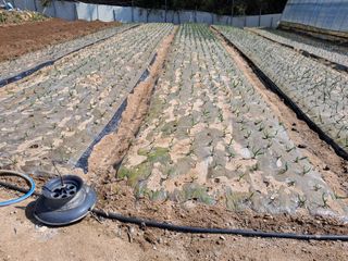 정이오가네농원님의 자유주제 · 자유게시판 작성글 사진