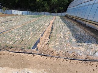 정이오가네농원님의 자유주제 · 자유게시판 작성글 사진