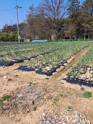 윤문옥님의 자유주제 · 자유게시판 작성글 사진