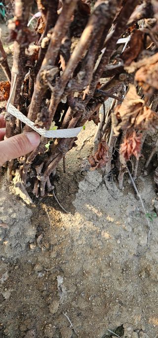 뿌리묘목농원님의 작성글 사진