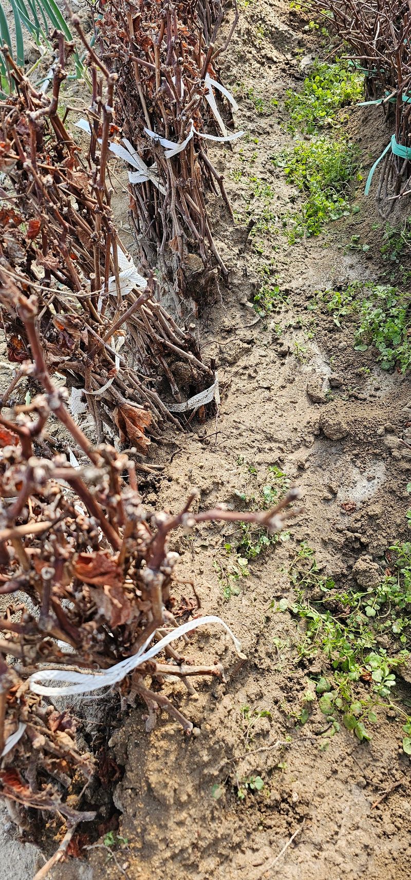 뿌리묘목농원님의 장터 판매 상품 [거봉자옥 삽목1년생(특묘)] 첨부 사진