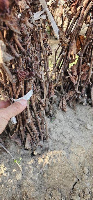 뿌리묘목농원님의 작성글 사진