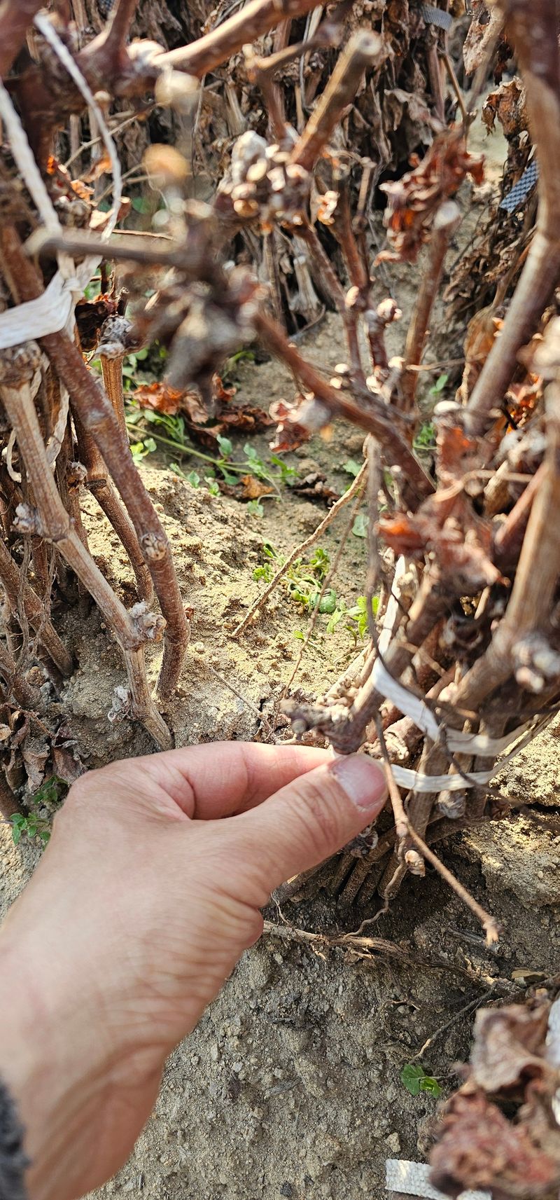 뿌리묘목농원님의 장터 판매 상품 [거봉자옥 삽목1년생(특묘)] 첨부 사진