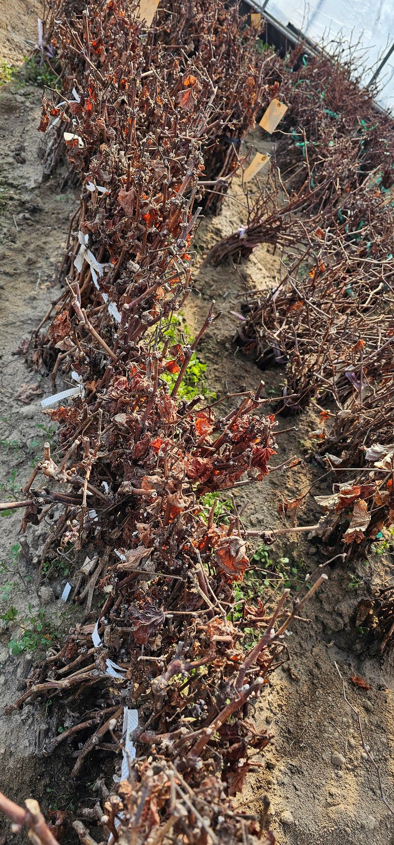 뿌리묘목농원님의 장터 판매 상품 [거봉자옥 삽목1년생(특묘)] 첨부 사진