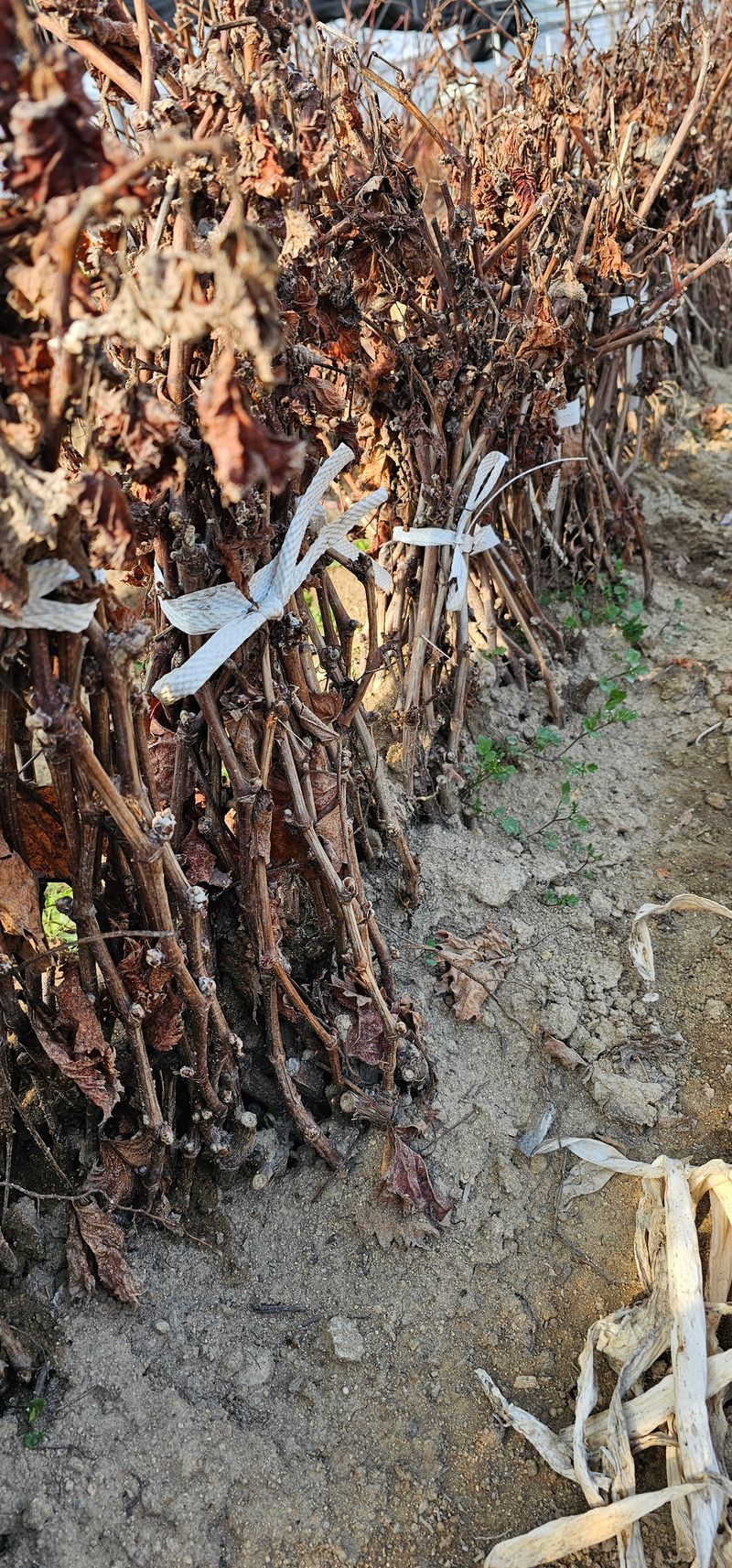 뿌리묘목농원님의 장터 판매 상품 [거봉자옥 삽목1년생(특묘)] 첨부 사진