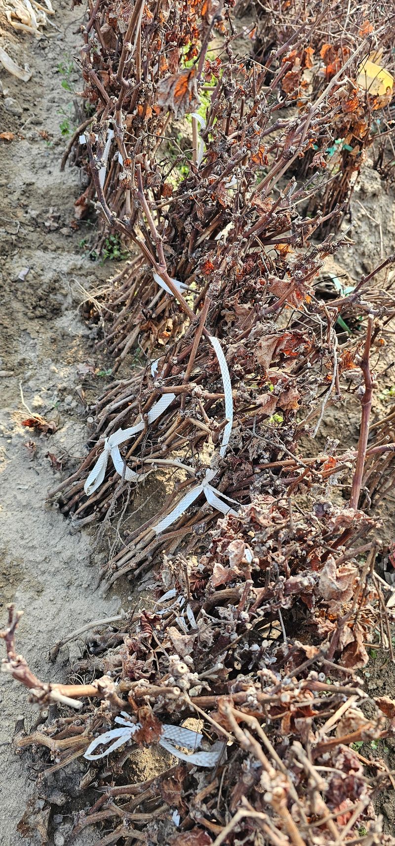 뿌리묘목농원님의 장터 판매 상품 [거봉자옥 삽목1년생(특묘)] 첨부 사진