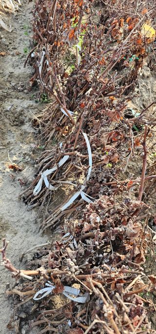 뿌리묘목농원님의 작성글 사진