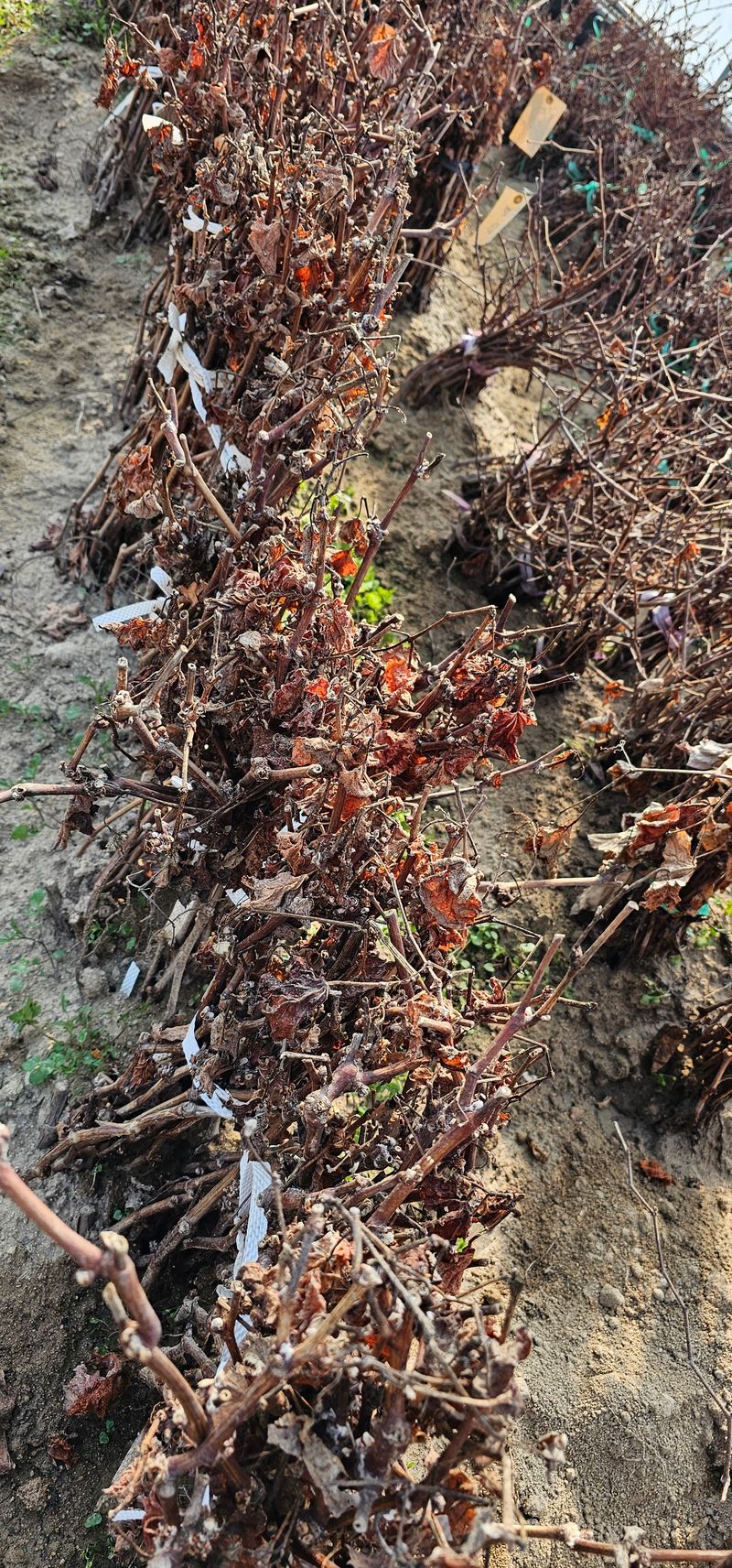 뿌리묘목농원님의 장터 판매 상품 [거봉자옥 삽목1년생(특묘)] 첨부 사진